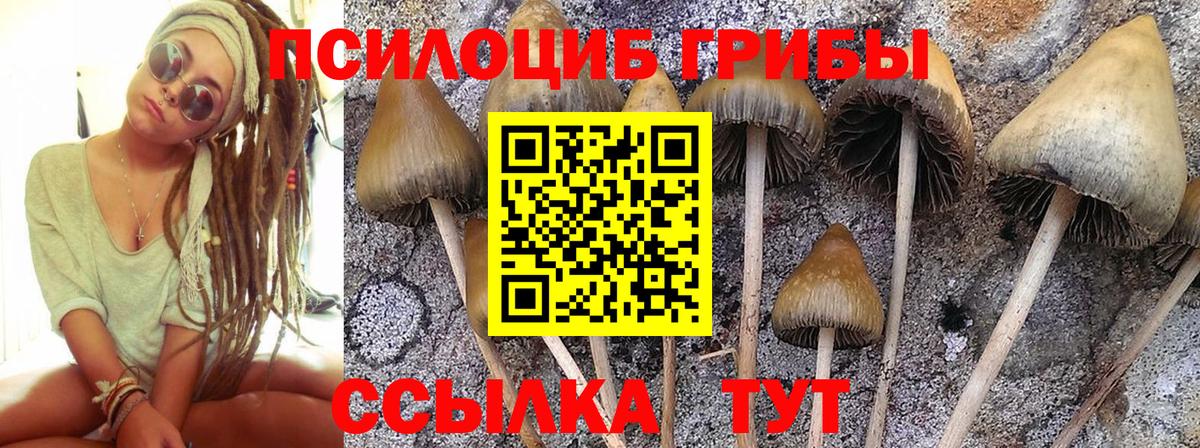 Галлюциногенные грибы Psilocybe Волжский